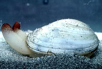 Banded Wedge Shell (Donax vittatus)